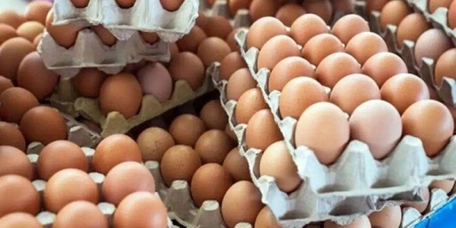 سعر كرتونة البيض اليوم السبت 5 يوليو 2025 في منافذ البيع - ترند نيوز